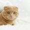 Cat Middleton