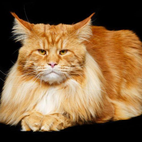 Brad Kitt