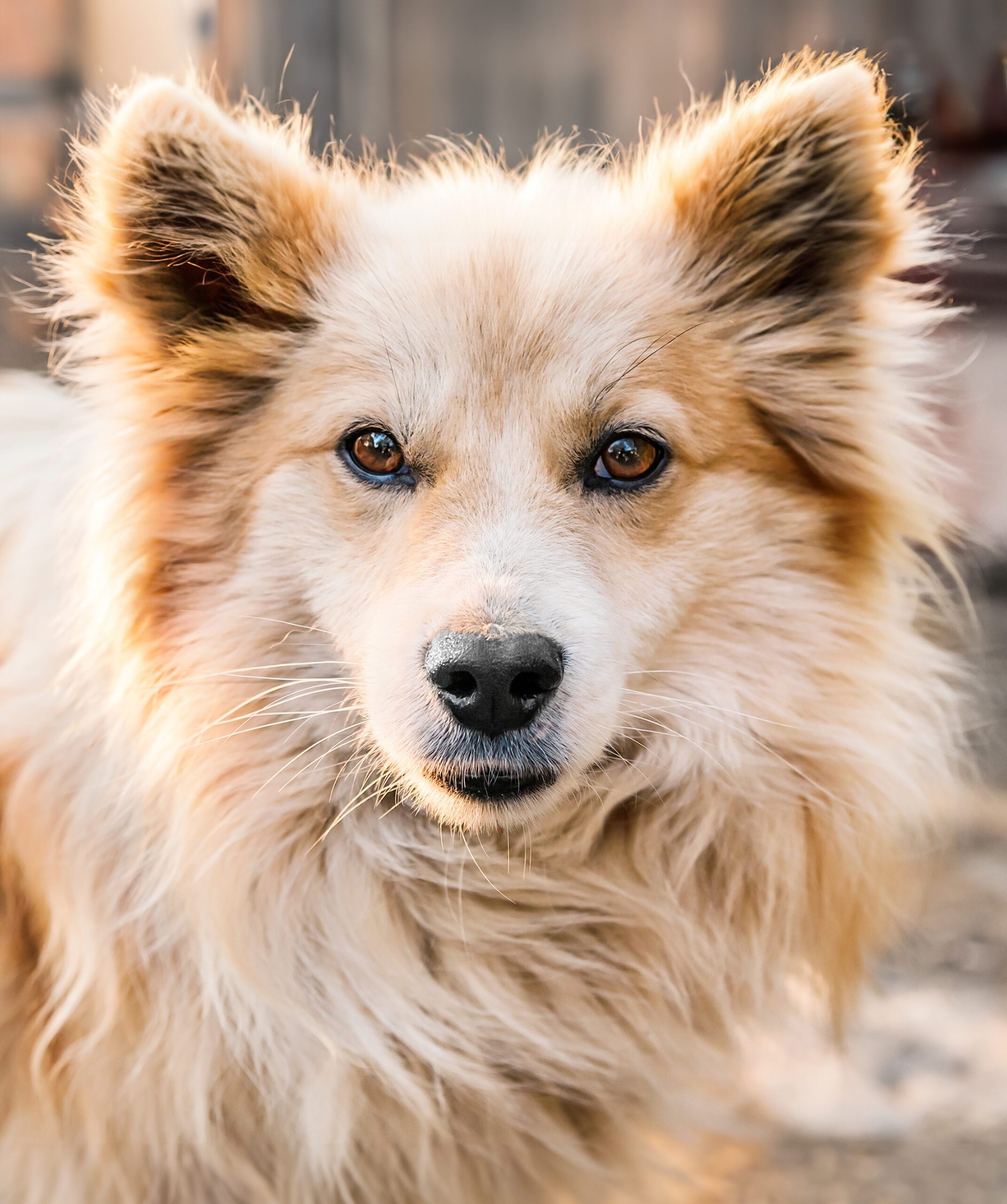 Portrait of a beautiful dog
